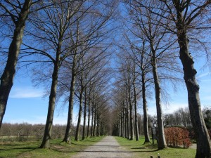 3-3ベルギー　モダーヴ城並木道